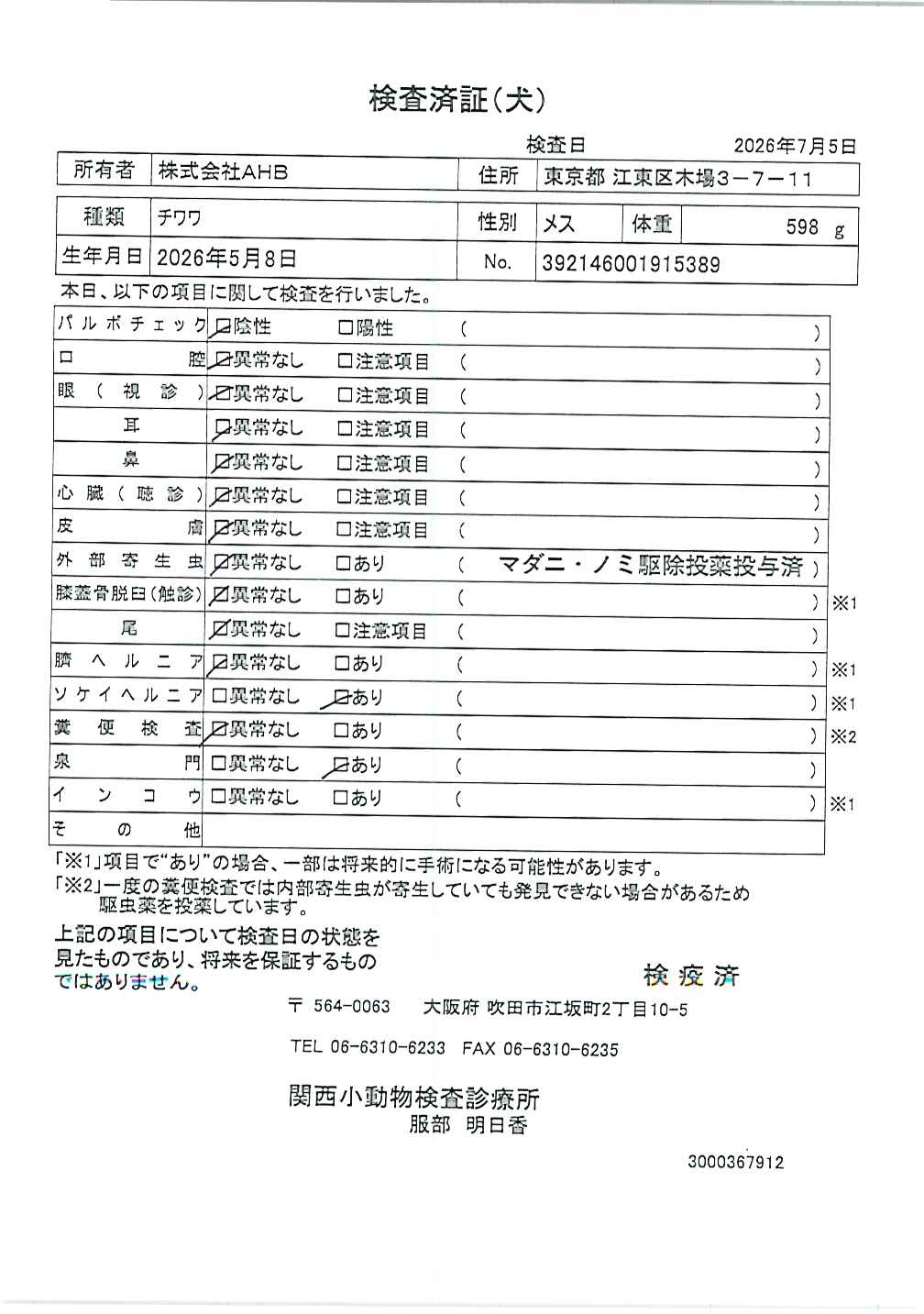 チワワ