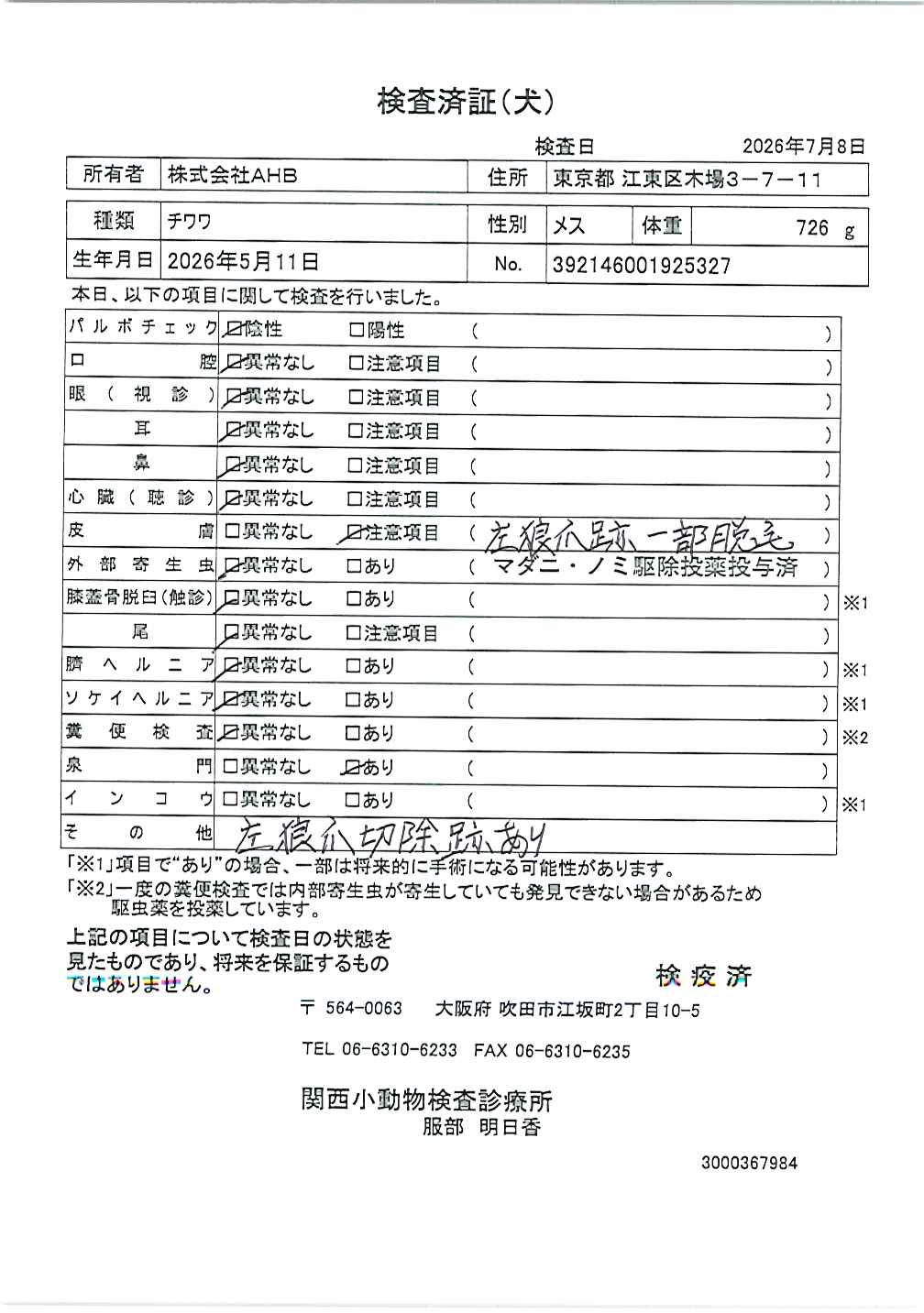 チワワ