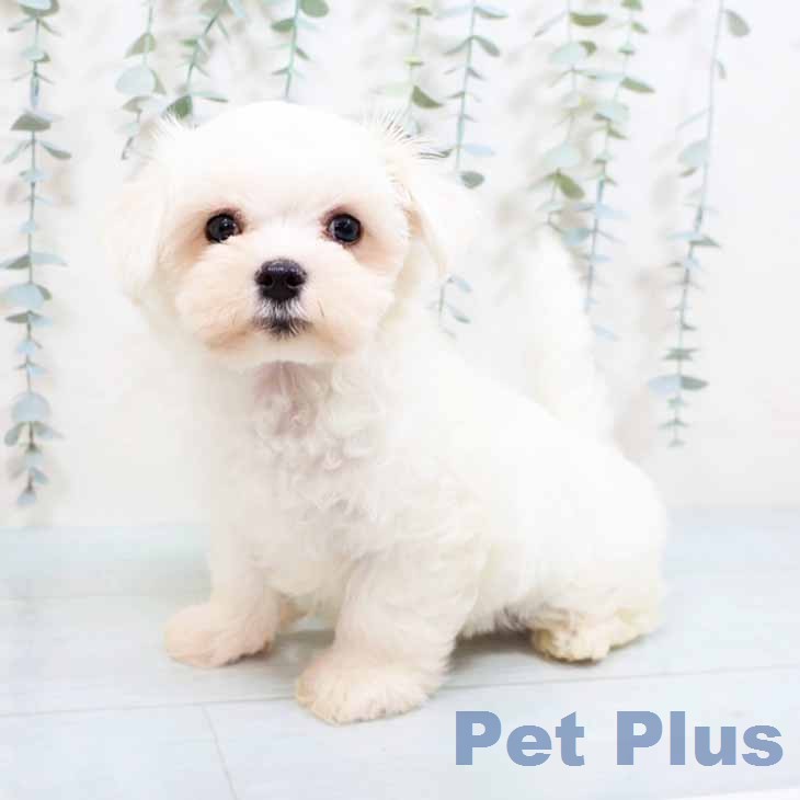 大阪府のマルチーズ (ペットプラス 堺北花田店/2026年5月5日生まれ/男の子/ホワイト)の子犬