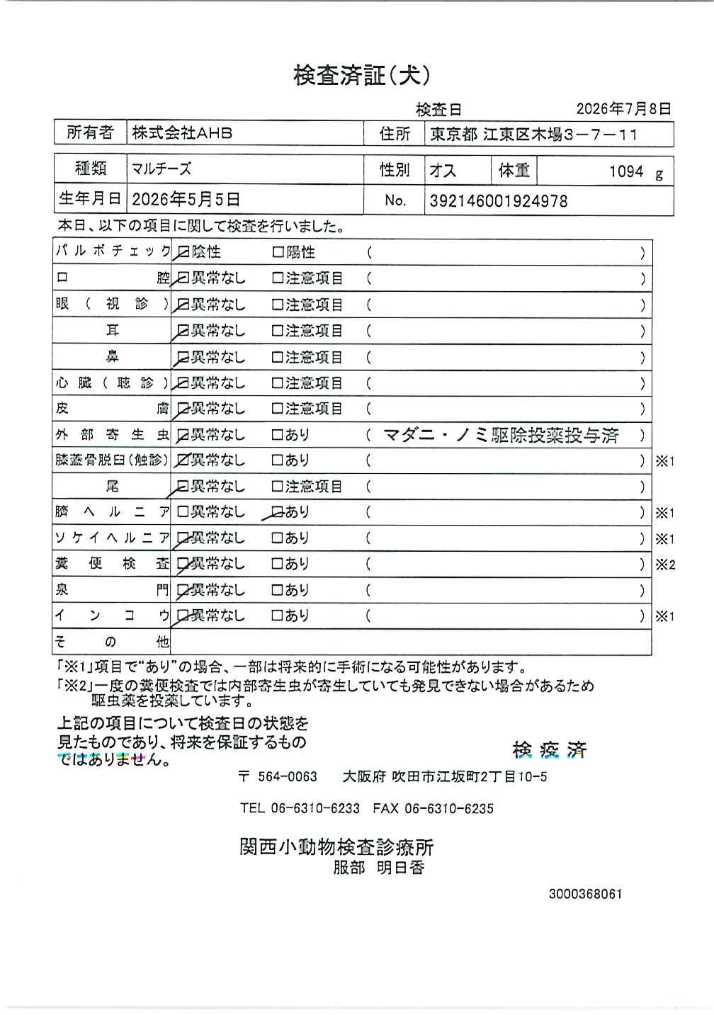 マルチーズ