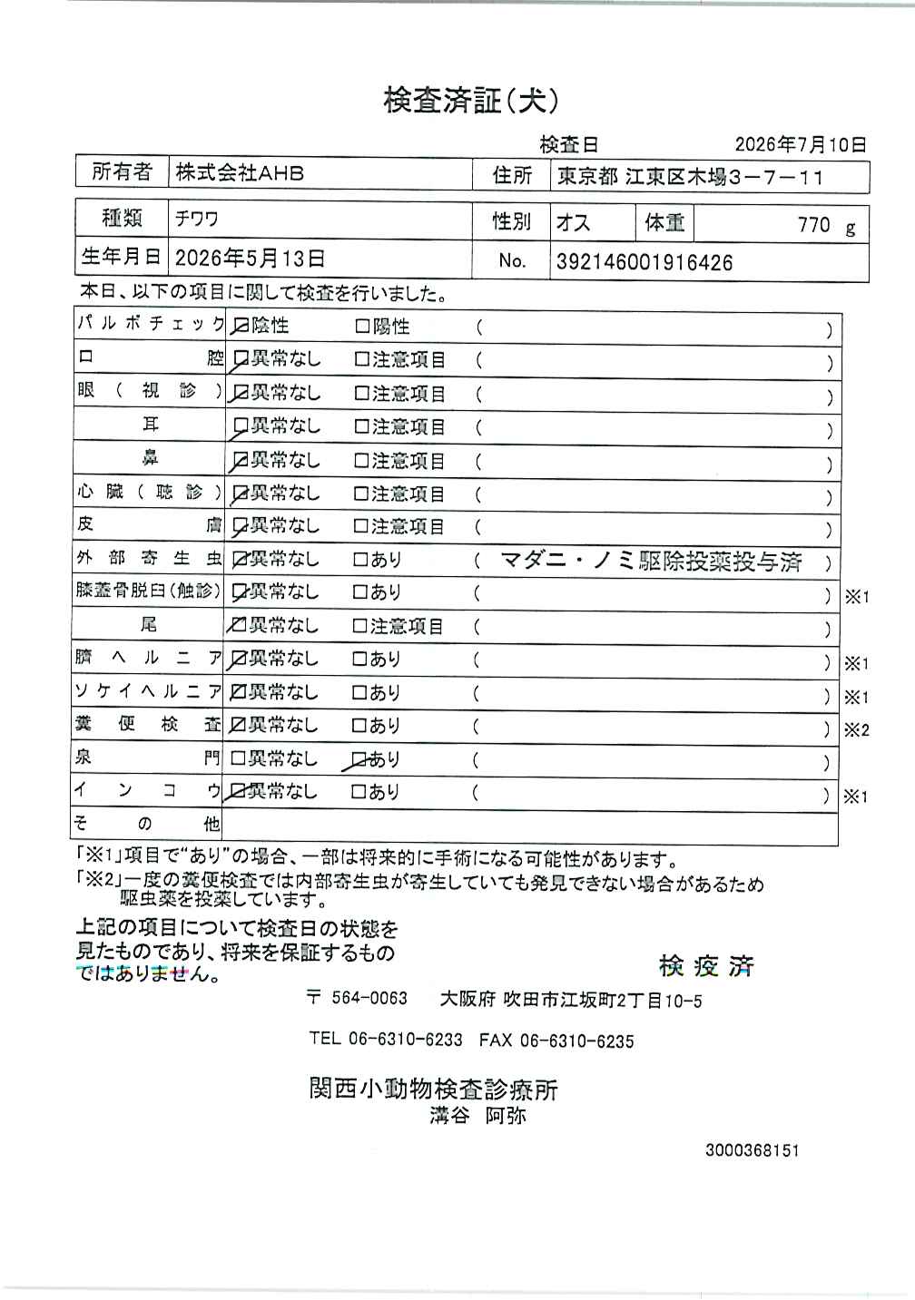 チワワ