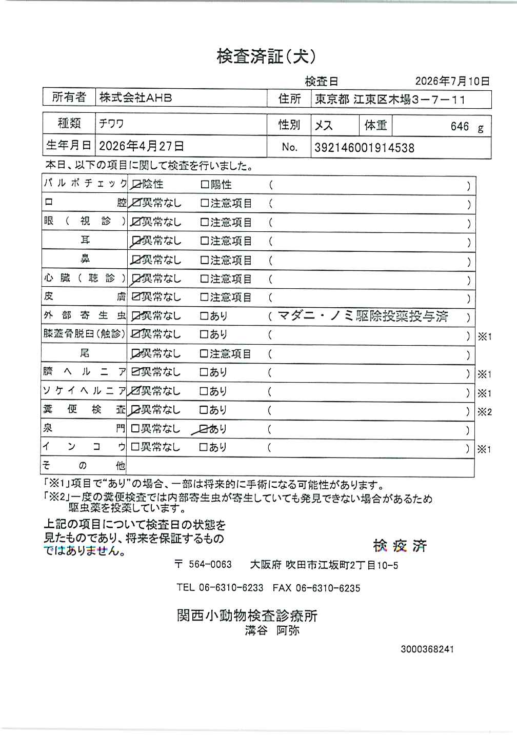 チワワ