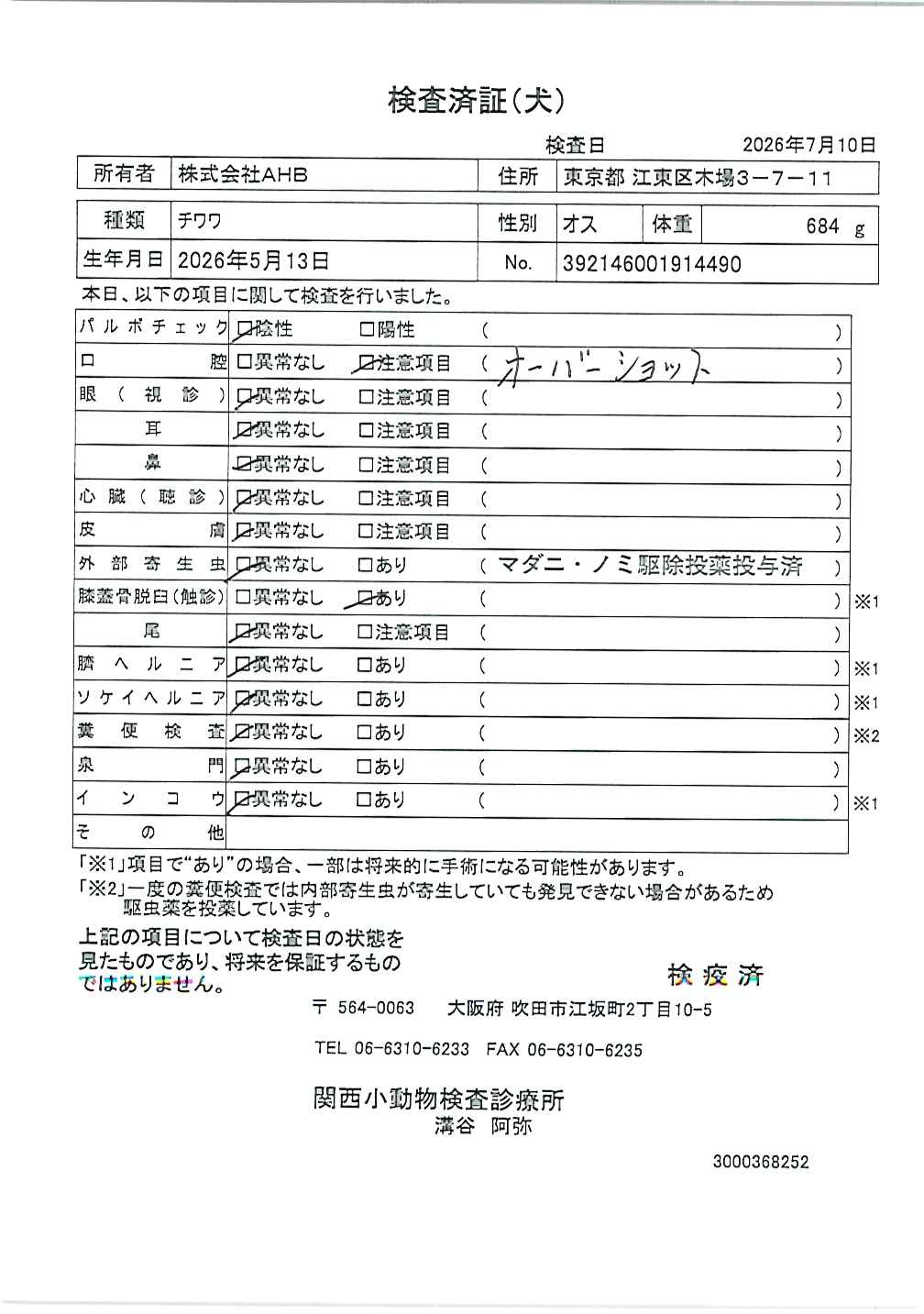 チワワ