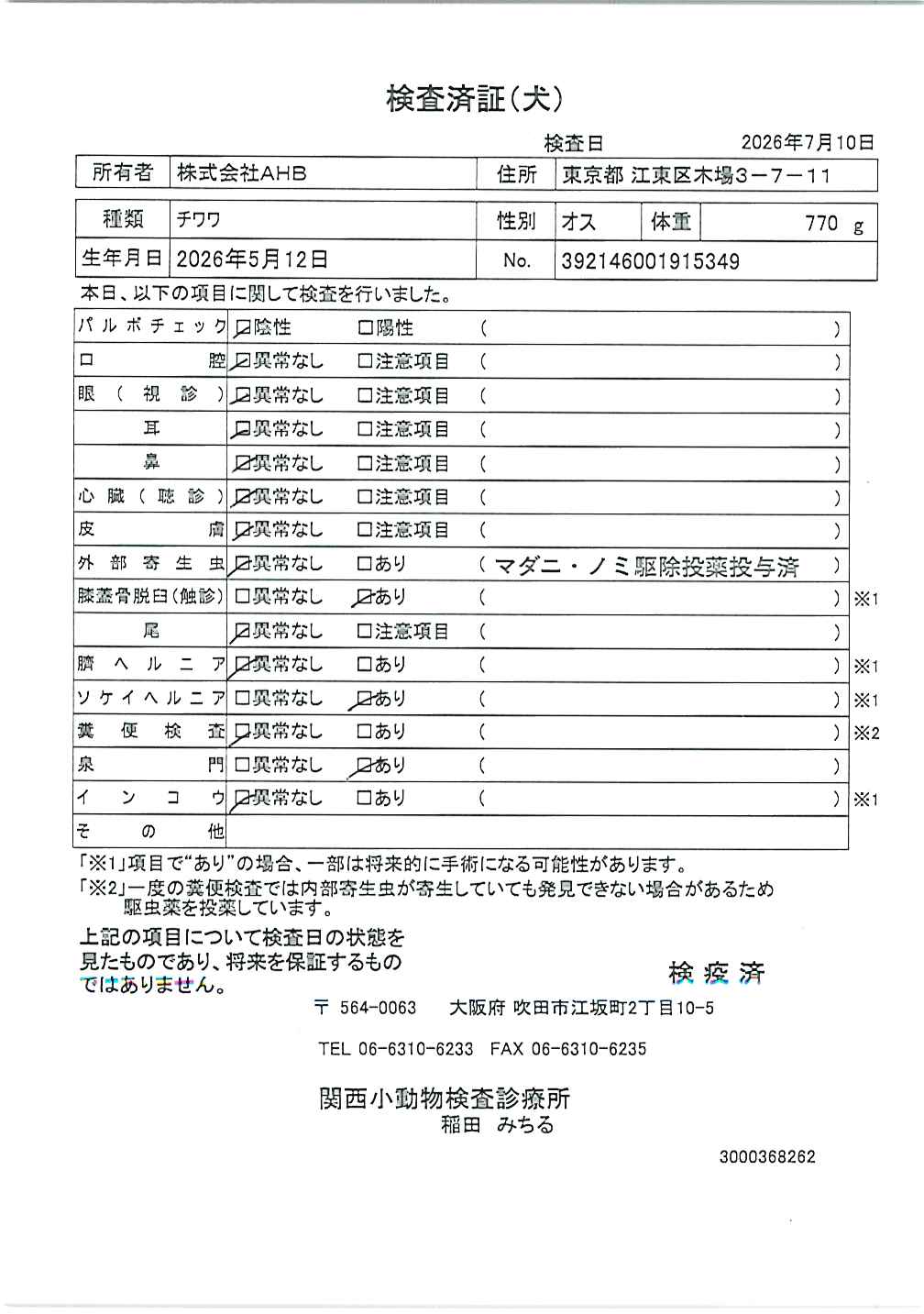 チワワ