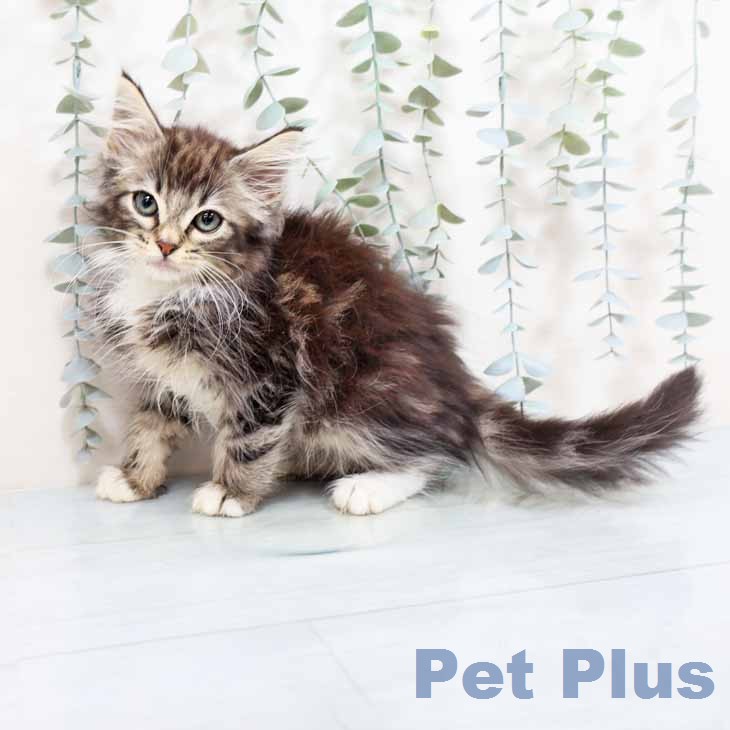 ノルウェージャンフォレストキャット