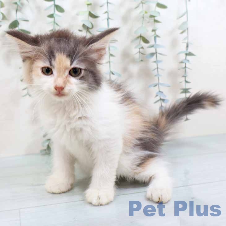 ノルウェージャンフォレストキャット