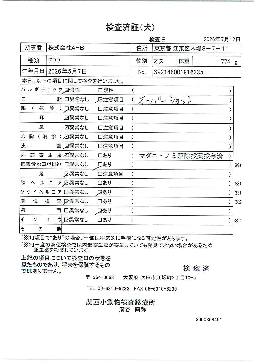 チワワ