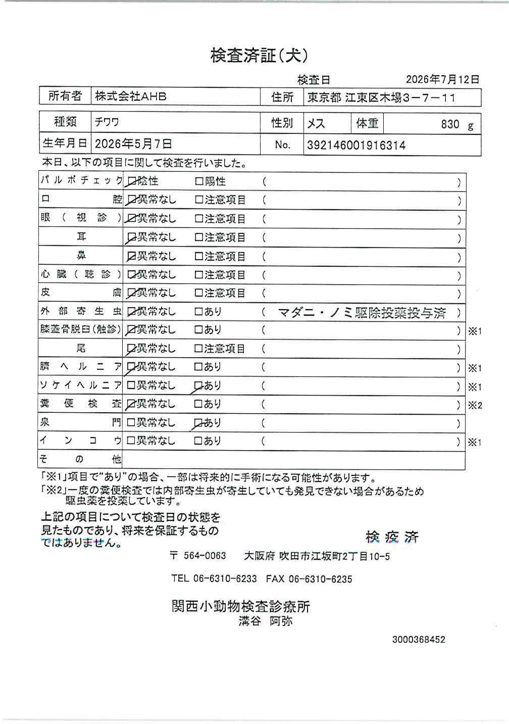 チワワ