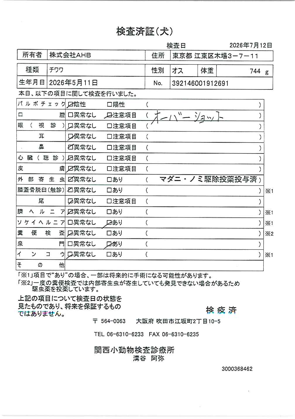 チワワ