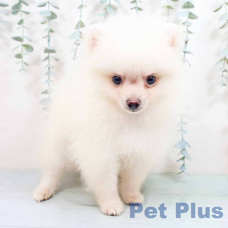 兵庫県のポメラニアン (ペットプラス 明石店/2026年5月20日生まれ/男の子/クリーム)の子犬の1枚目の画像