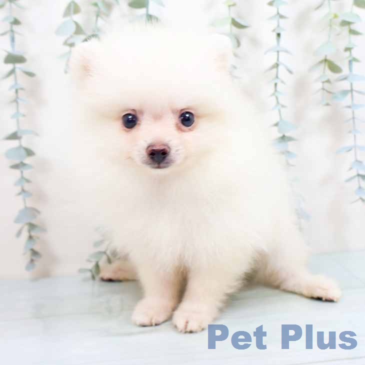 兵庫県のポメラニアン (ペットプラス 明石店/2026年5月20日生まれ/男の子/クリーム)の子犬の2枚目の画像