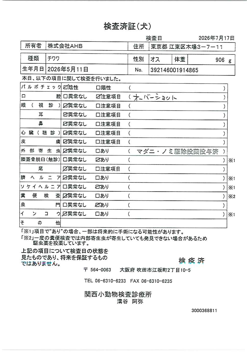 チワワ