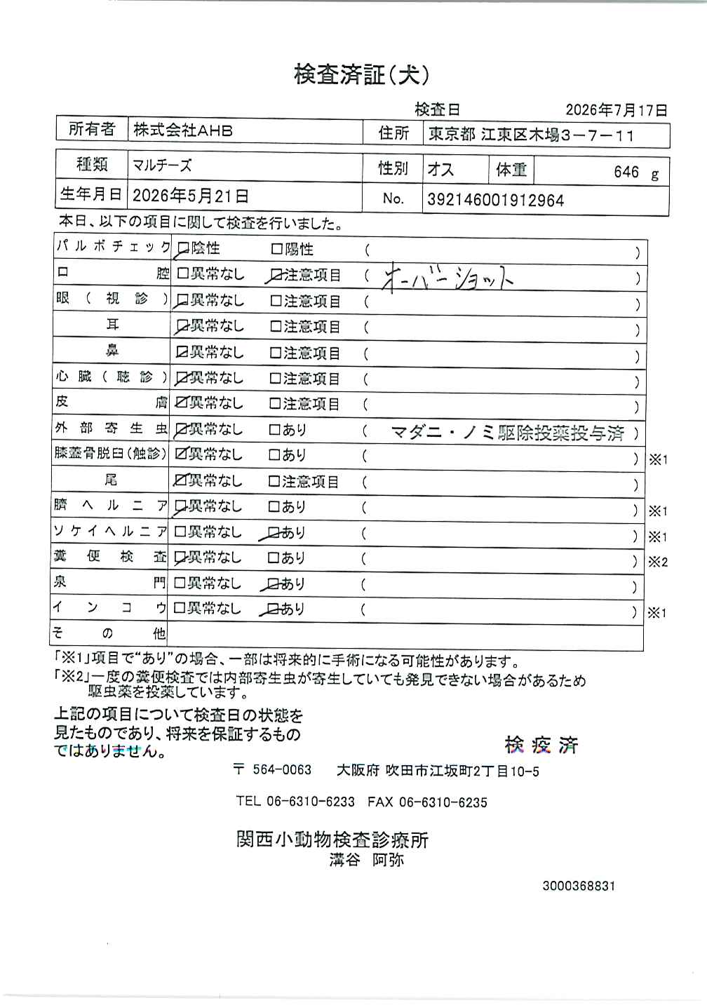 マルチーズ