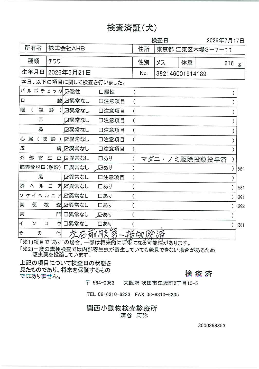チワワ