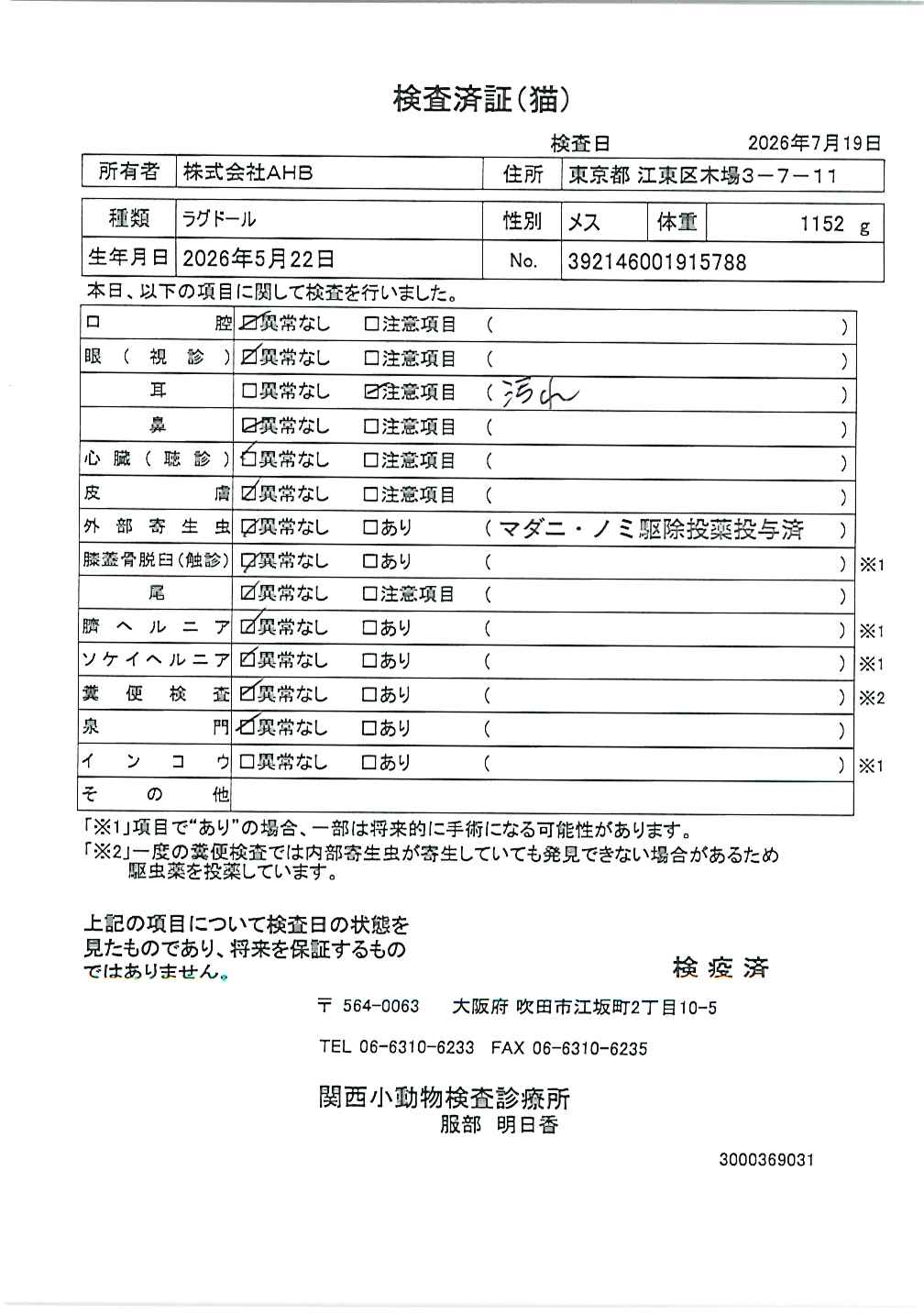 ラグドール