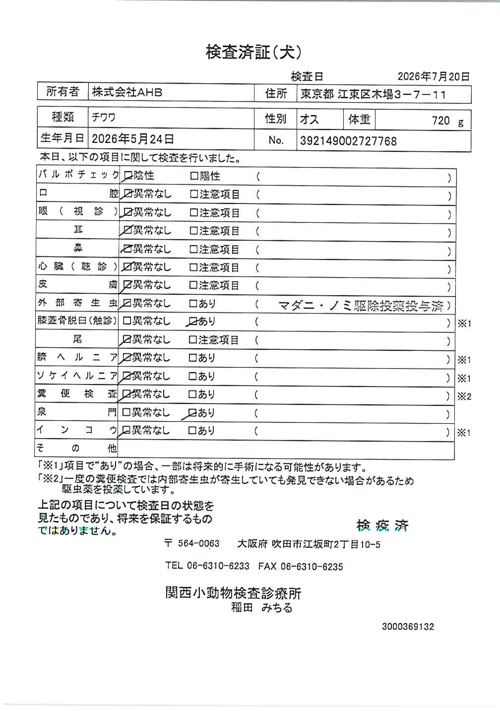 チワワ