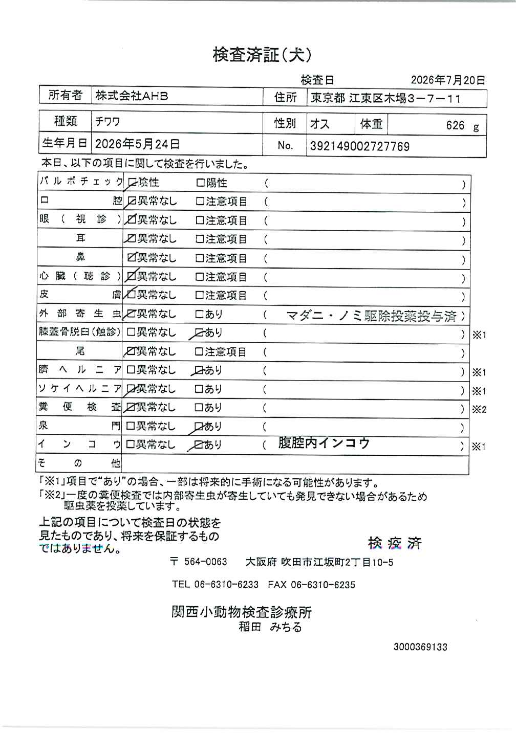 チワワ