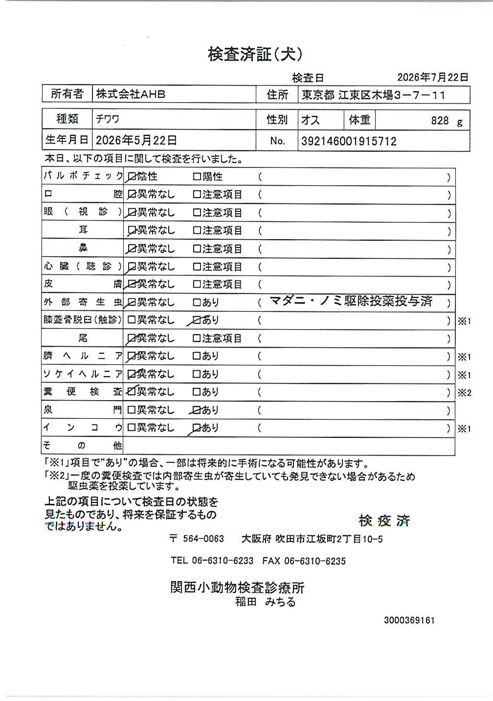 チワワ