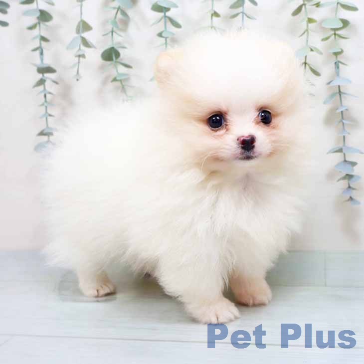 ポメラニアン
