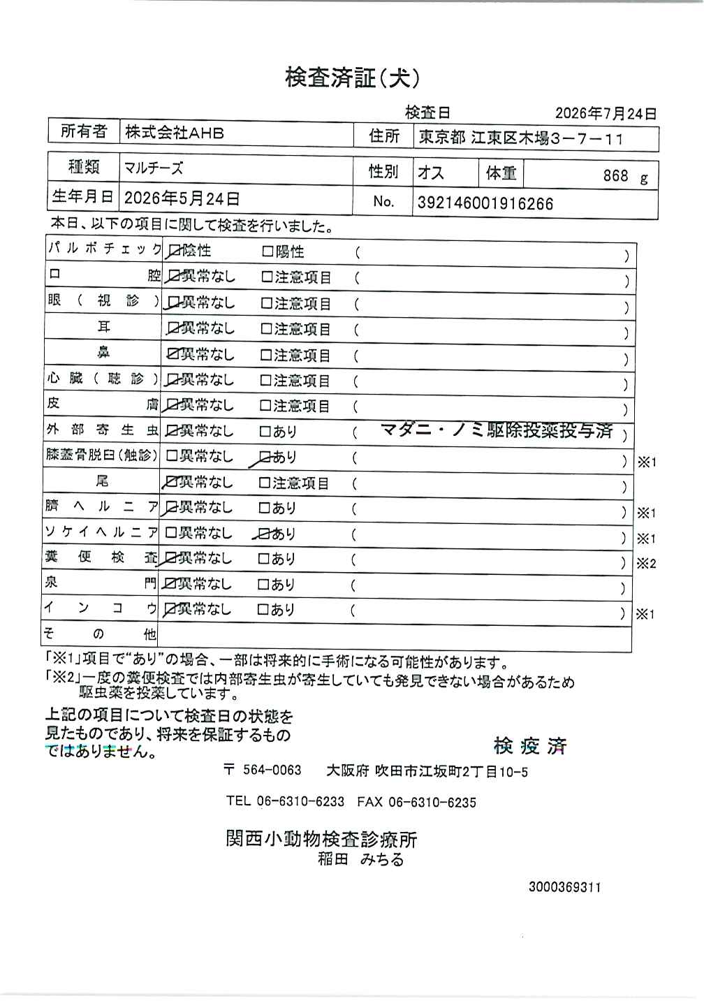 マルチーズ
