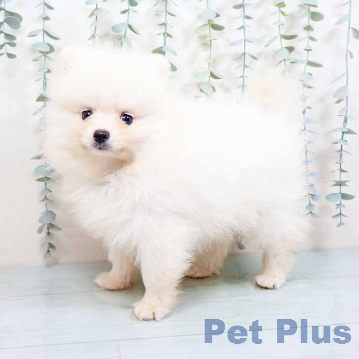 ポメラニアンの写真2