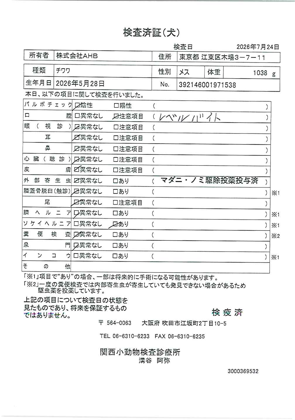 チワワ