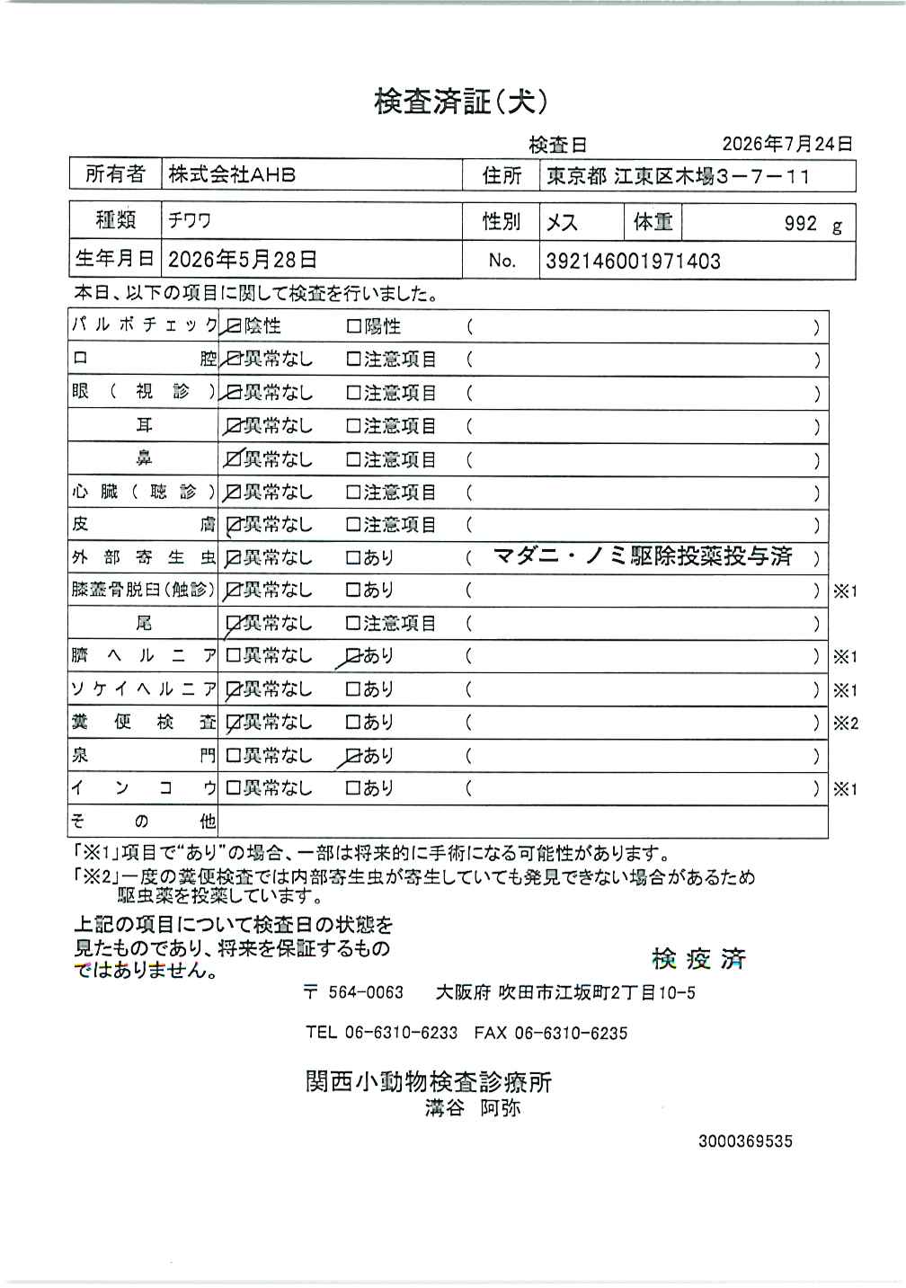 チワワ