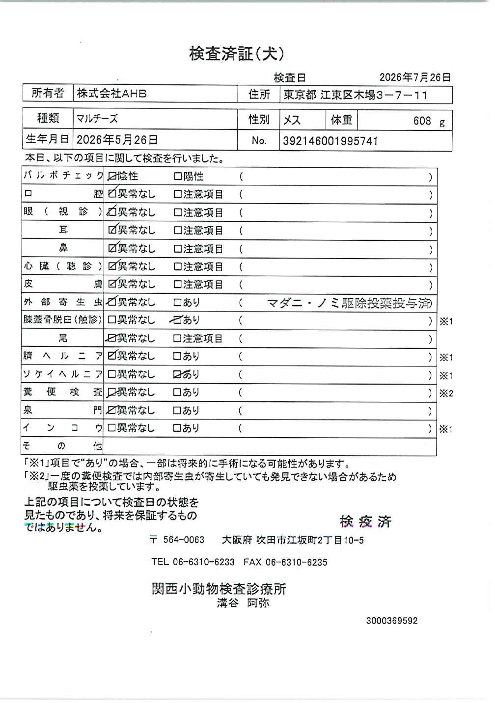 マルチーズ