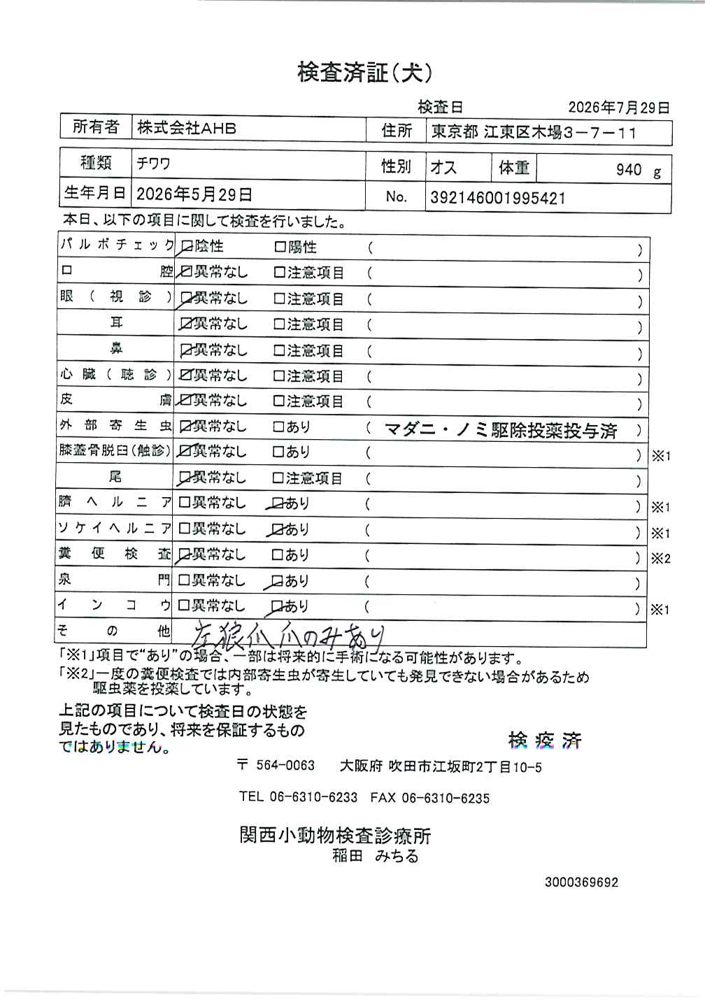チワワ