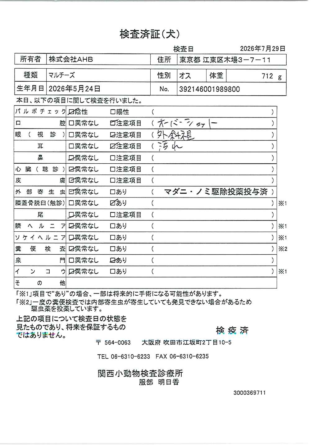 マルチーズ