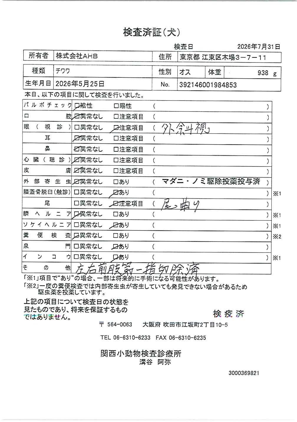 チワワ