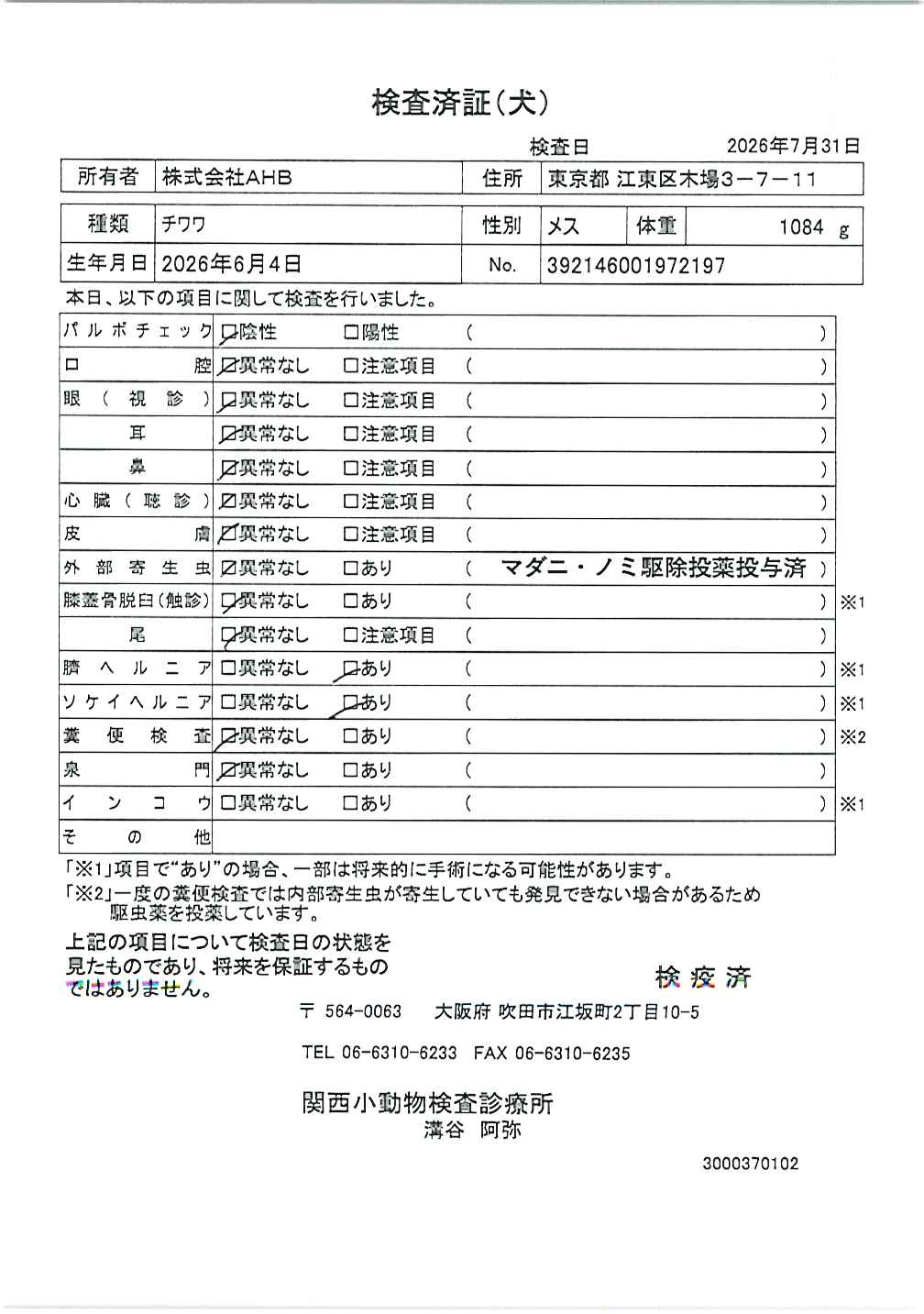 チワワ