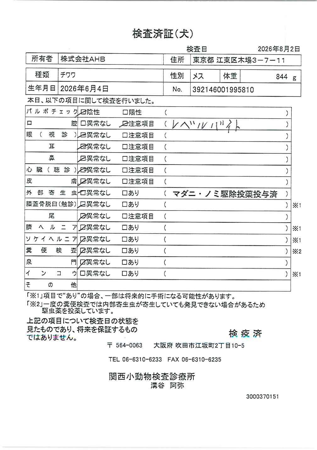 チワワ