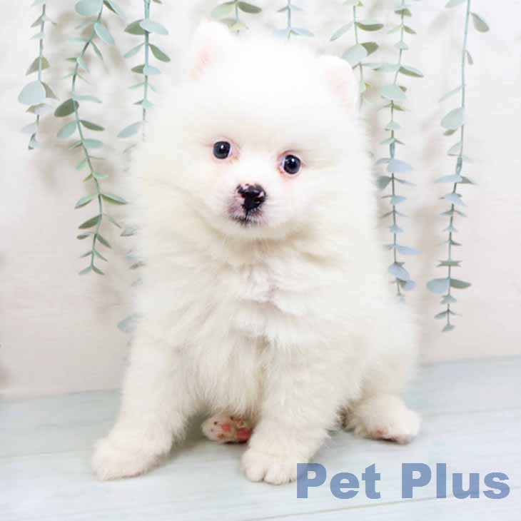 京都府のポメラニアン (ペットプラス 久御山店/2026年6月2日生まれ/男の子/クリーム)の子犬の1枚目の画像