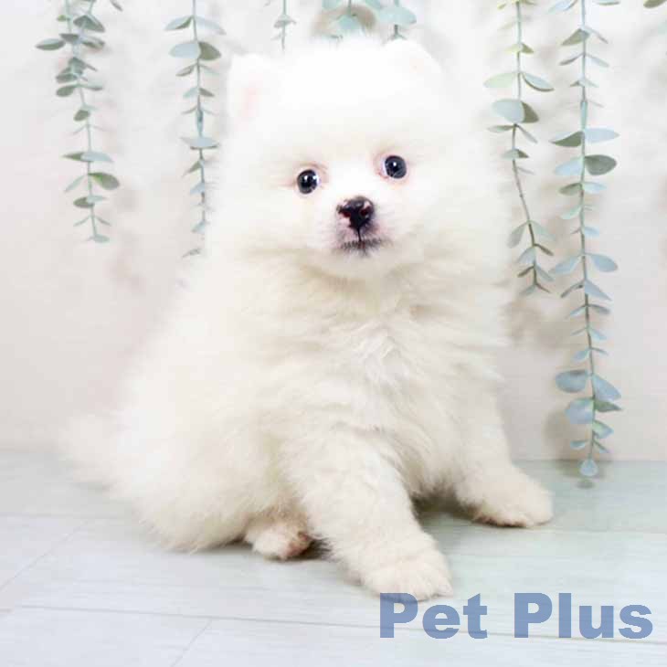 京都府のポメラニアン (ペットプラス 久御山店/2026年6月2日生まれ/男の子/クリーム)の子犬の2枚目の画像