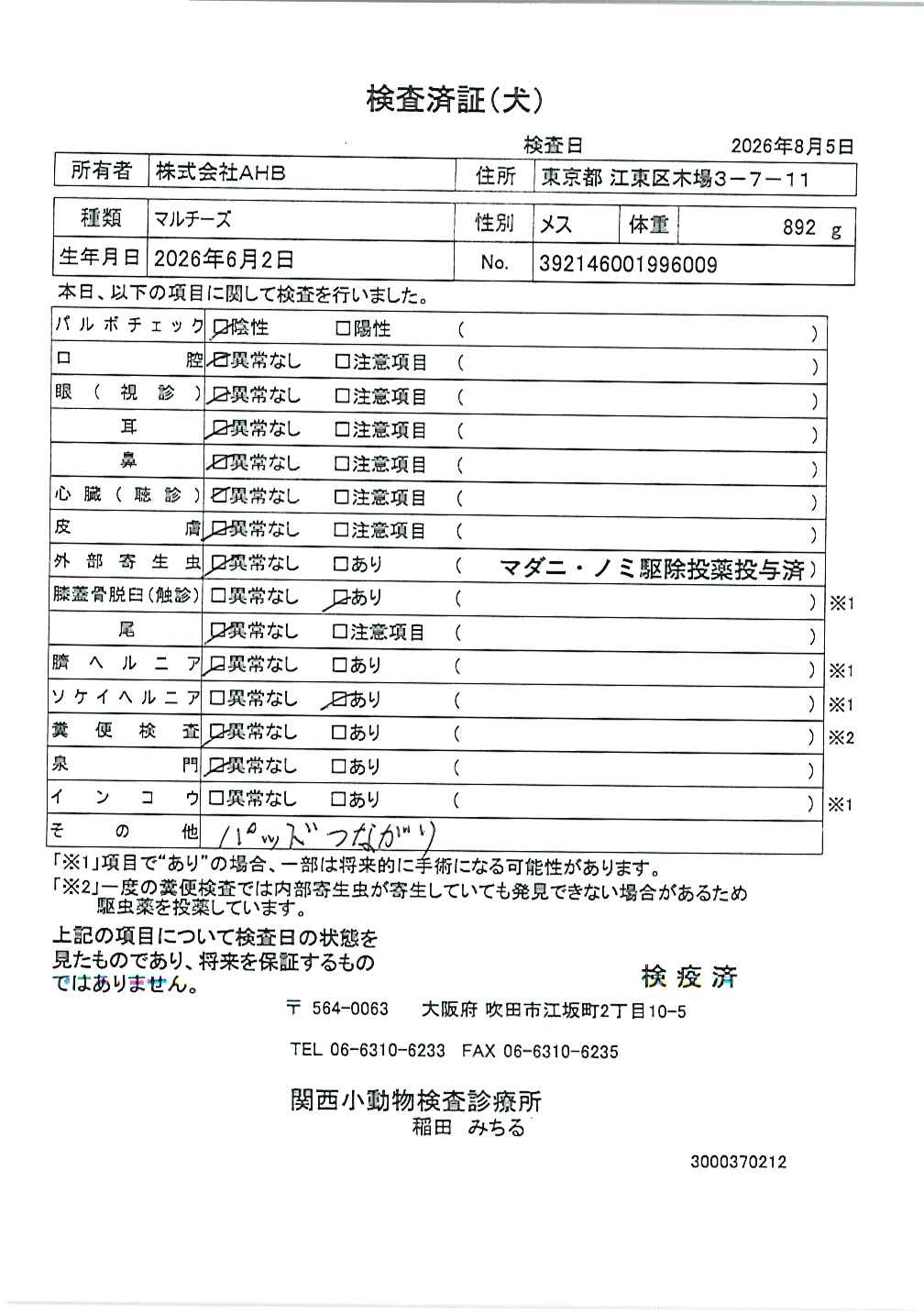 マルチーズ