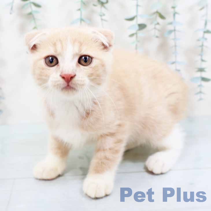 大阪府のスコティッシュフォールド (ペットプラス イオン大日店/2026年6月3日生まれ/男の子/クリームタビーホワイト)の子猫の1枚目の画像