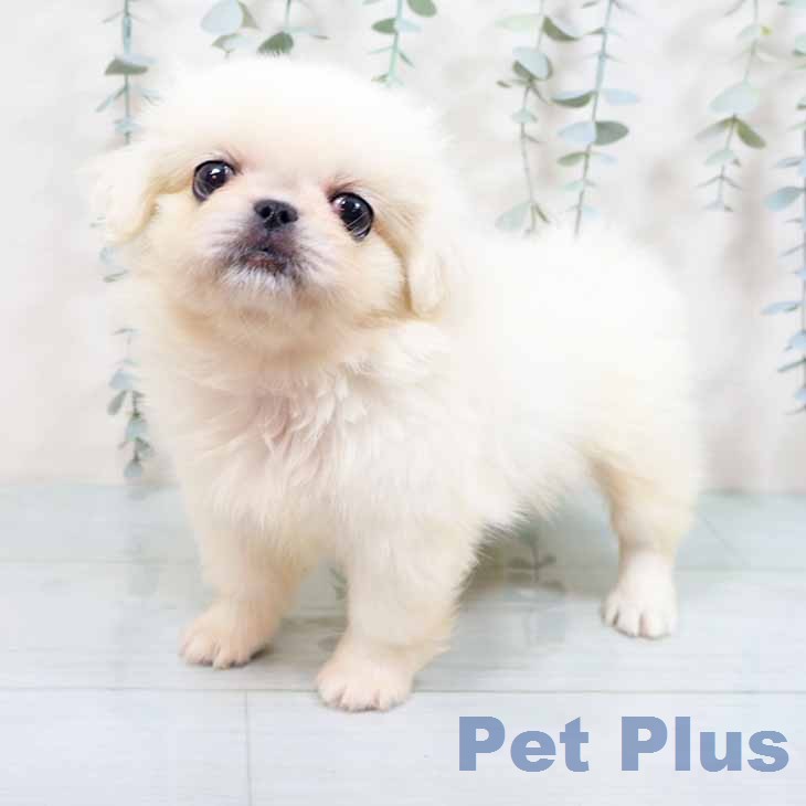 大阪府のペキニーズ (ペットプラス イオン大日店/2026年6月9日生まれ/女の子/ホワイト)の子犬の1枚目の画像