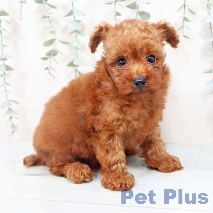 大阪府のトイプードル(トイ) (ペットプラス 鶴見店/2026年6月15日生まれ/男の子/レッド)の子犬の1枚目の画像