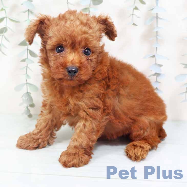 大阪府のトイプードル(トイ) (ペットプラス 鶴見店/2026年6月15日生まれ/男の子/レッド)の子犬の2枚目の画像