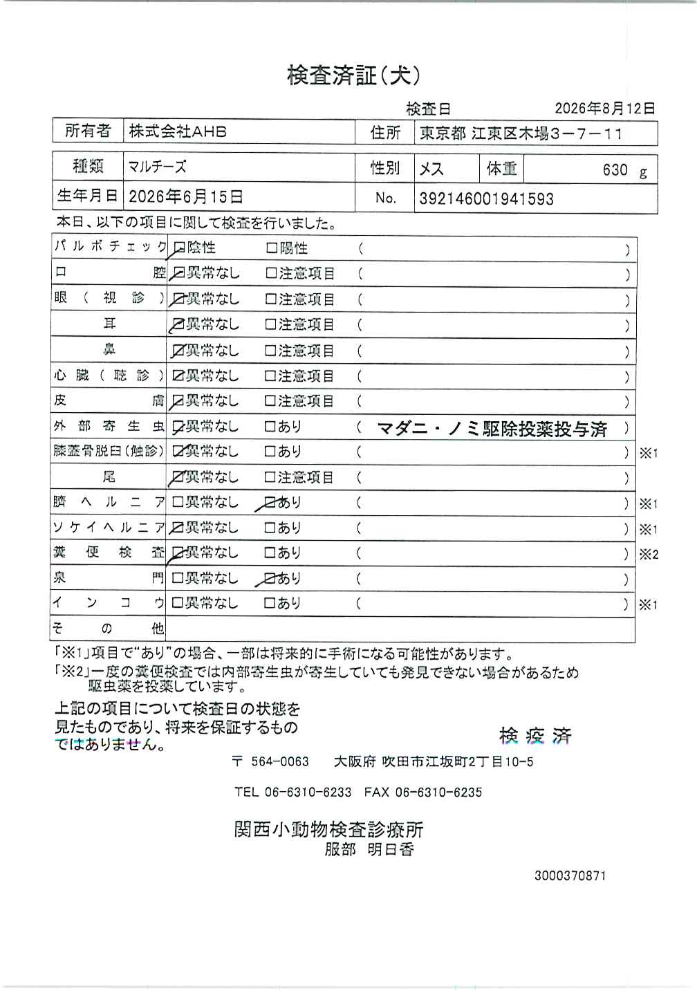 マルチーズ