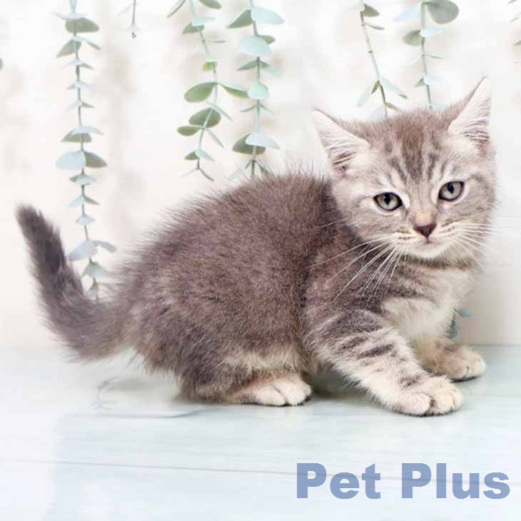 大阪府のマンチカン (ペットプラス 堺北花田店/2026年6月12日生まれ/男の子/ブルータビー)の子猫の1枚目の画像