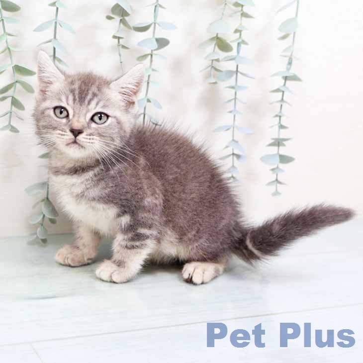 大阪府のマンチカン (ペットプラス 堺北花田店/2026年6月12日生まれ/男の子/ブルータビー)の子猫の2枚目の画像