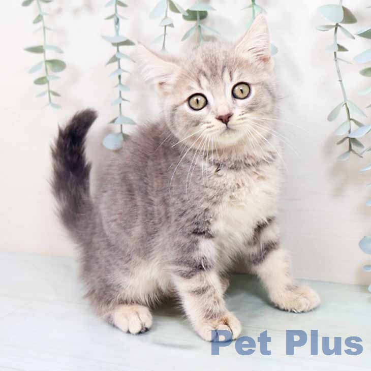 大阪府のマンチカン (ペットプラス イオン大日店/2026年6月12日生まれ/女の子/ブルークリーム)の子猫の1枚目の画像