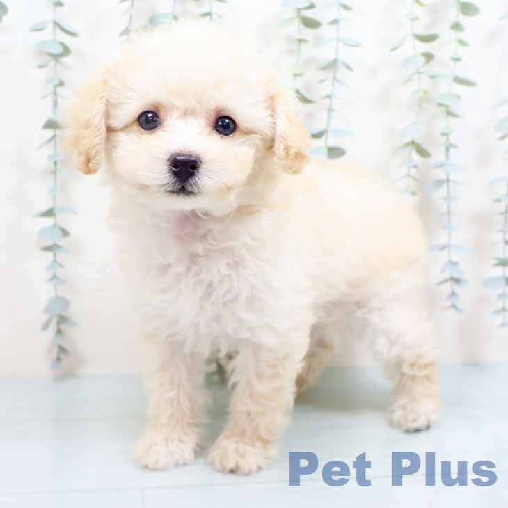 新潟県のトイプードル(トイ) (ペットプラス 新潟亀田インター店/2026年6月12日生まれ/男の子/ペールフォーン)の子犬の1枚目の画像