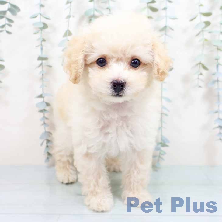 新潟県のトイプードル(トイ) (ペットプラス 新潟亀田インター店/2026年6月12日生まれ/男の子/ペールフォーン)の子犬の2枚目の画像