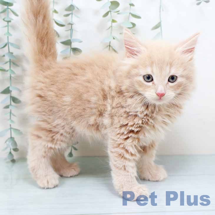 ノルウェージャンフォレストキャット