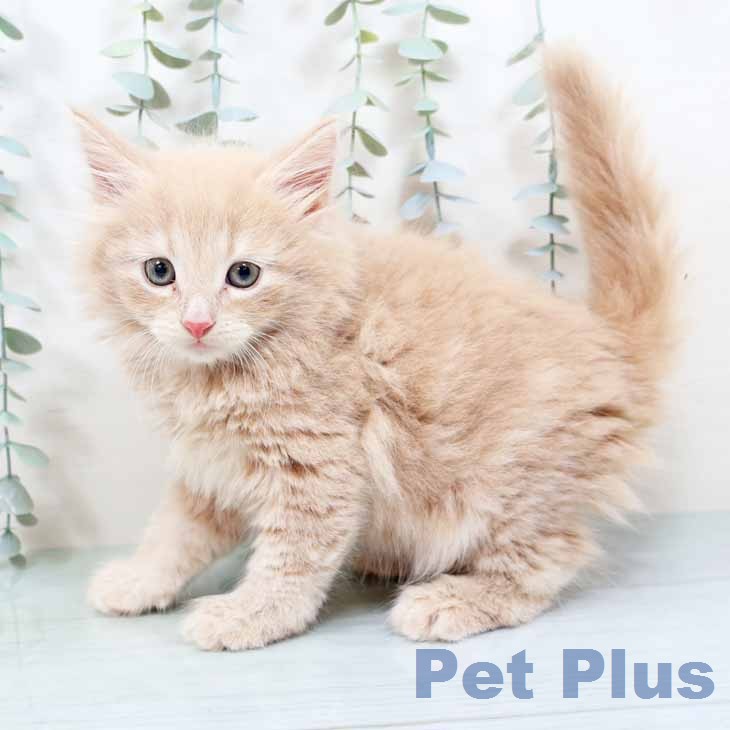 ノルウェージャンフォレストキャット