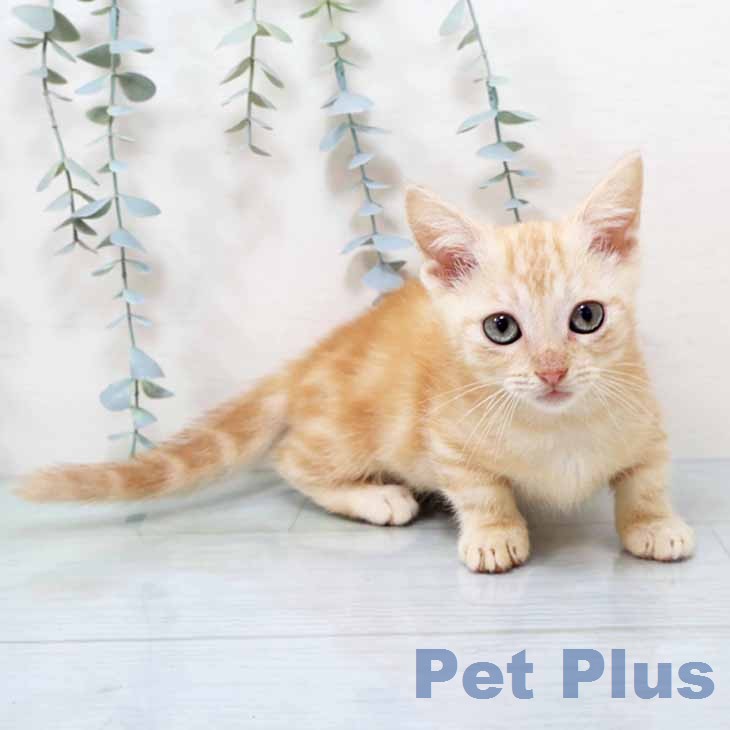 兵庫県のマンチカン (ペットプラス 神戸三宮店/2026年6月12日生まれ/男の子/レッドタビー)の子猫の1枚目の画像