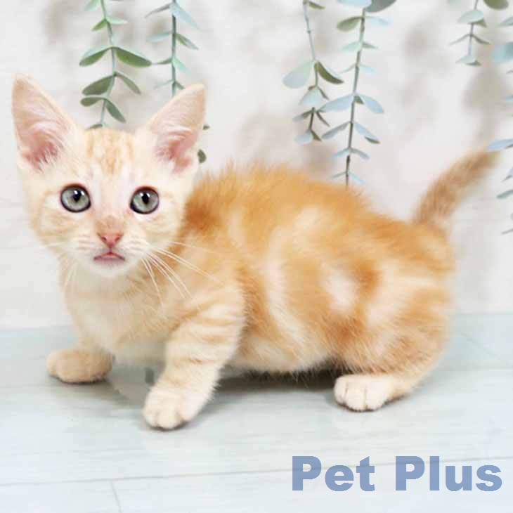兵庫県のマンチカン (ペットプラス 神戸三宮店/2026年6月12日生まれ/男の子/レッドタビー)の子猫の2枚目の画像
